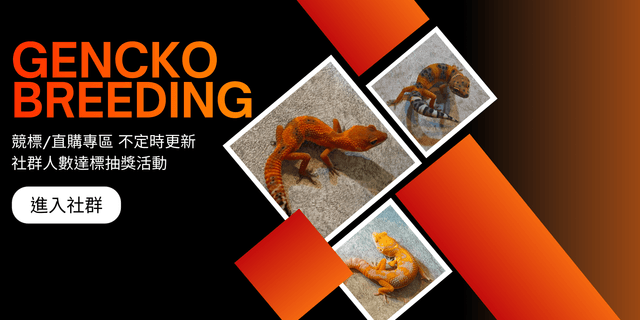 Gencko 豹紋守宮成體