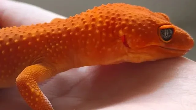 橘色豹紋守宮近照